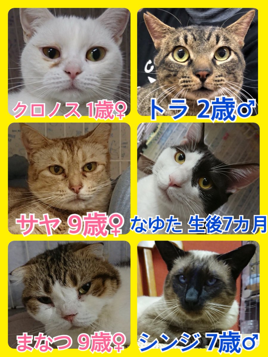 🐱今月も猫ちゃんの卒業強化月間🐾今日の里親様募集中ニャンコ🐱メンバーです🐾2018,12,1